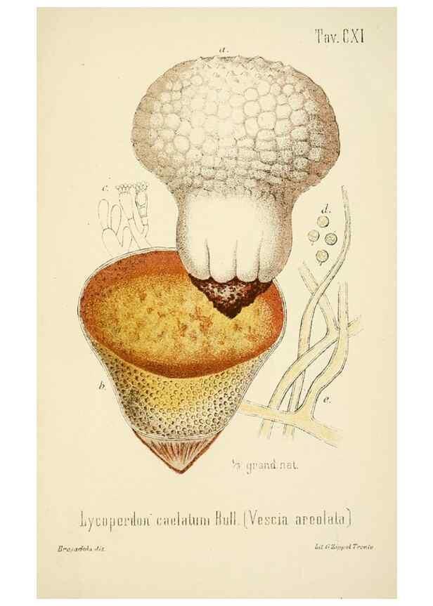 Reproducción/Reproduction 8573807633: I funghi mangerecci e velenosi dell'Europa media,. Trento,G. Zippel,1906.