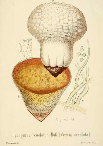 Reproducción/Reproduction 8573807633: I funghi mangerecci e velenosi dell'Europa media,. Trento,G. Zippel,1906.