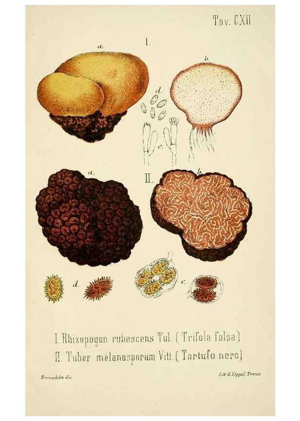 Reproducción/Reproduction 8573807949: I funghi mangerecci e velenosi dell'Europa media,. Trento,G. Zippel,1906.