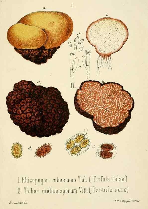 Reproducción/Reproduction 8573807949: I funghi mangerecci e velenosi dell'Europa media,. Trento,G. Zippel,1906.