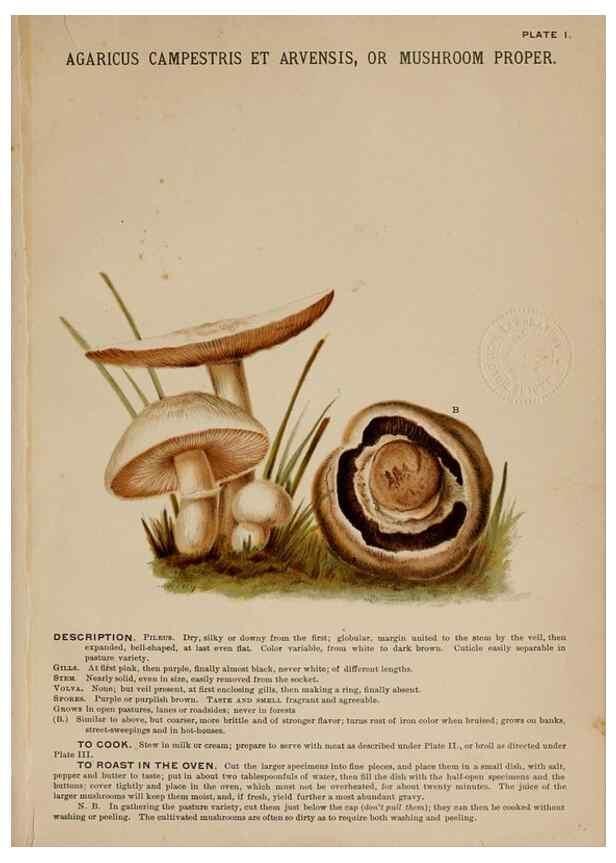 Reproducción/Reproduction 8597821774: Mushrooms of America,. Boston,L. Prang & Co.[1885]