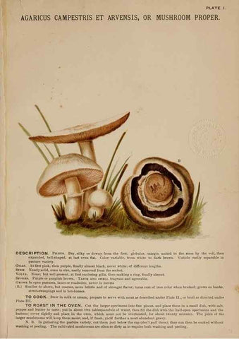 Reproducción/Reproduction 8597821774: Mushrooms of America,. Boston,L. Prang & Co.[1885]