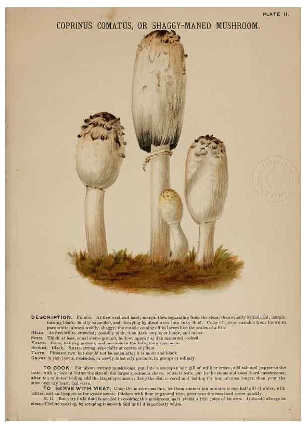 Reproducción/Reproduction 8596718043: Mushrooms of America,. Boston,L. Prang & Co.[1885]