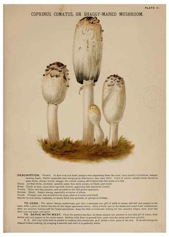 Reproducción/Reproduction 8596718043: Mushrooms of America,. Boston,L. Prang & Co.[1885]