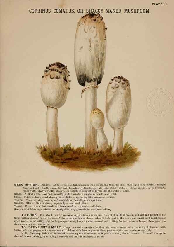 Reproducción/Reproduction 8596718043: Mushrooms of America,. Boston,L. Prang & Co.[1885]