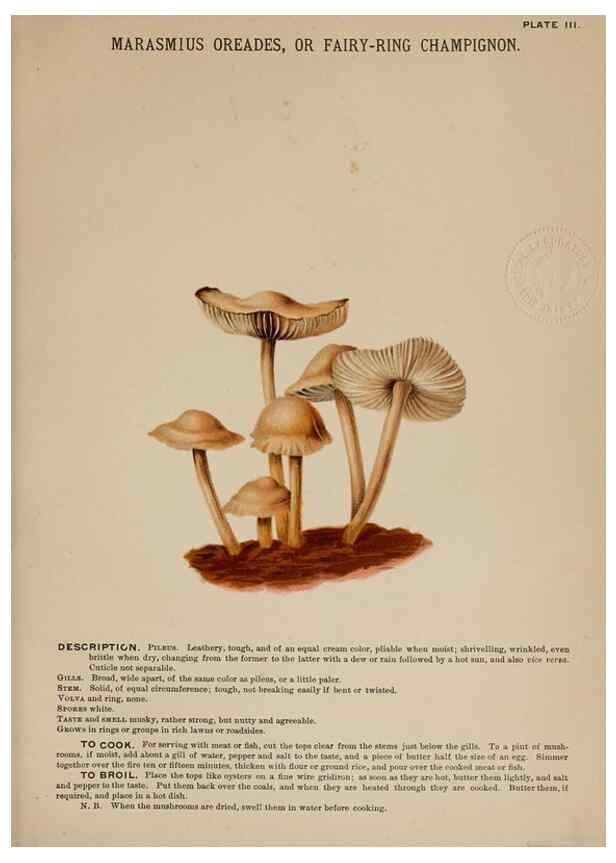 Reproducción/Reproduction 8596718527: Mushrooms of America,. Boston,L. Prang & Co.[1885]