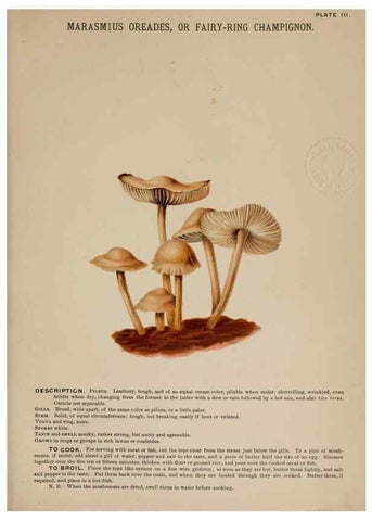 Reproducción/Reproduction 8596718527: Mushrooms of America,. Boston,L. Prang & Co.[1885]