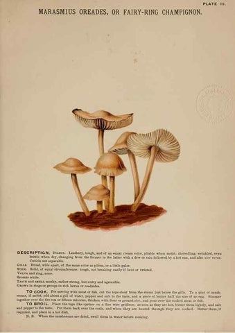 Reproducción/Reproduction 8596718527: Mushrooms of America,. Boston,L. Prang & Co.[1885]