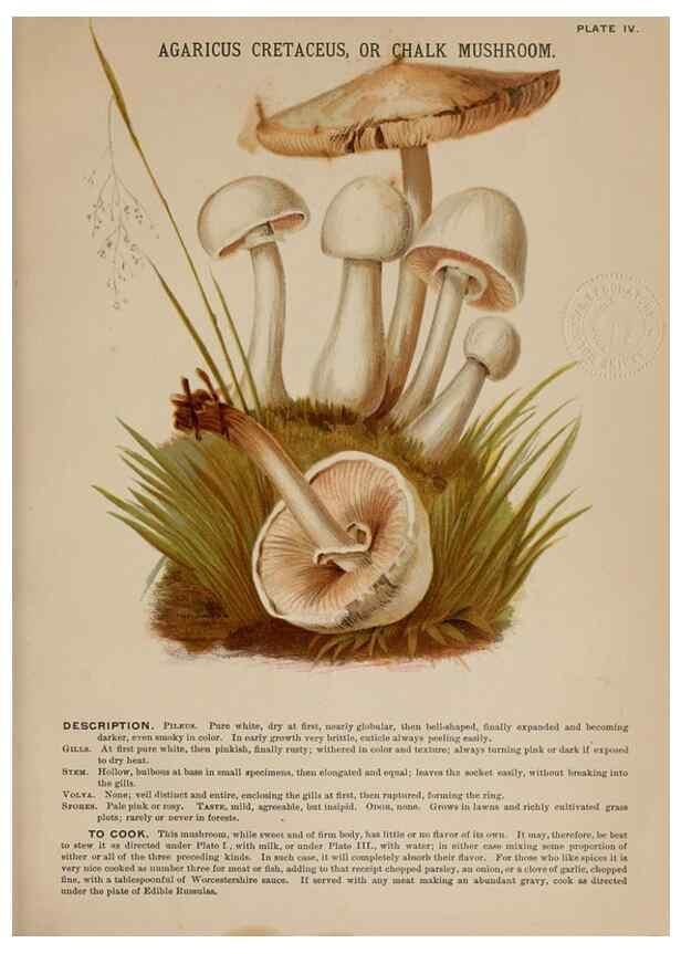Reproducción/Reproduction 8596718829: Mushrooms of America,. Boston,L. Prang & Co.[1885]