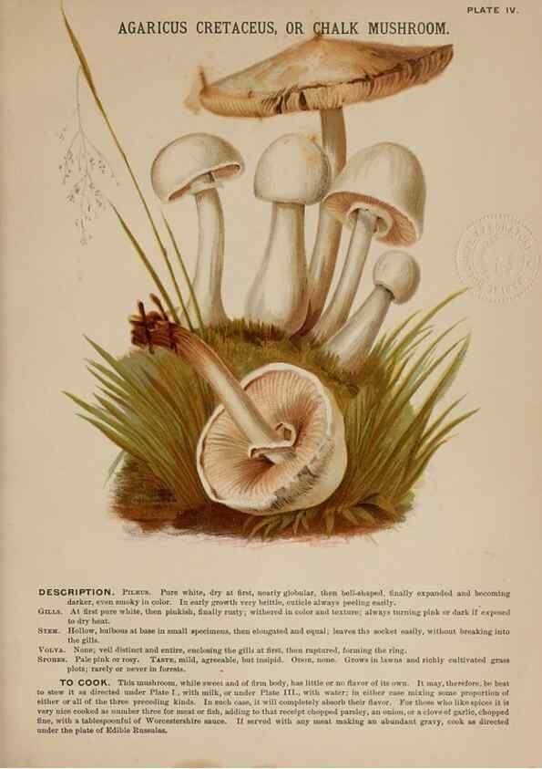 Reproducción/Reproduction 8596718829: Mushrooms of America,. Boston,L. Prang & Co.[1885]