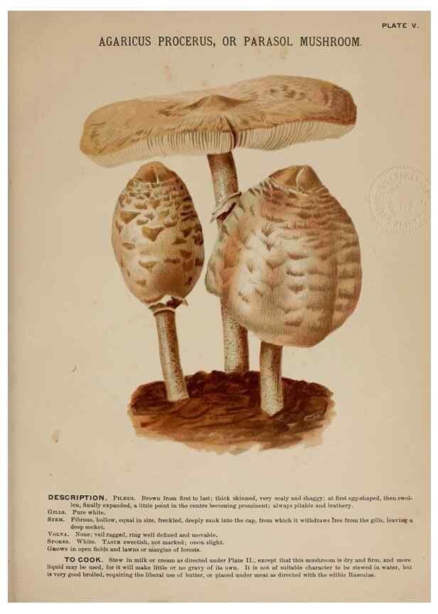 Reproducción/Reproduction 8597823316: Mushrooms of America,. Boston,L. Prang & Co.[1885]