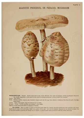 Reproducción/Reproduction 8597823316: Mushrooms of America,. Boston,L. Prang & Co.[1885]