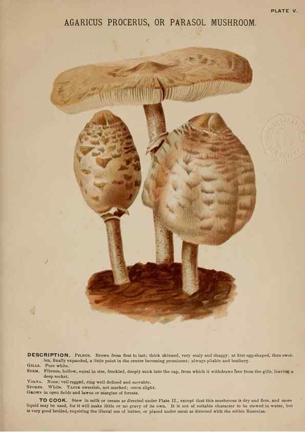 Reproducción/Reproduction 8597823316: Mushrooms of America,. Boston,L. Prang & Co.[1885]