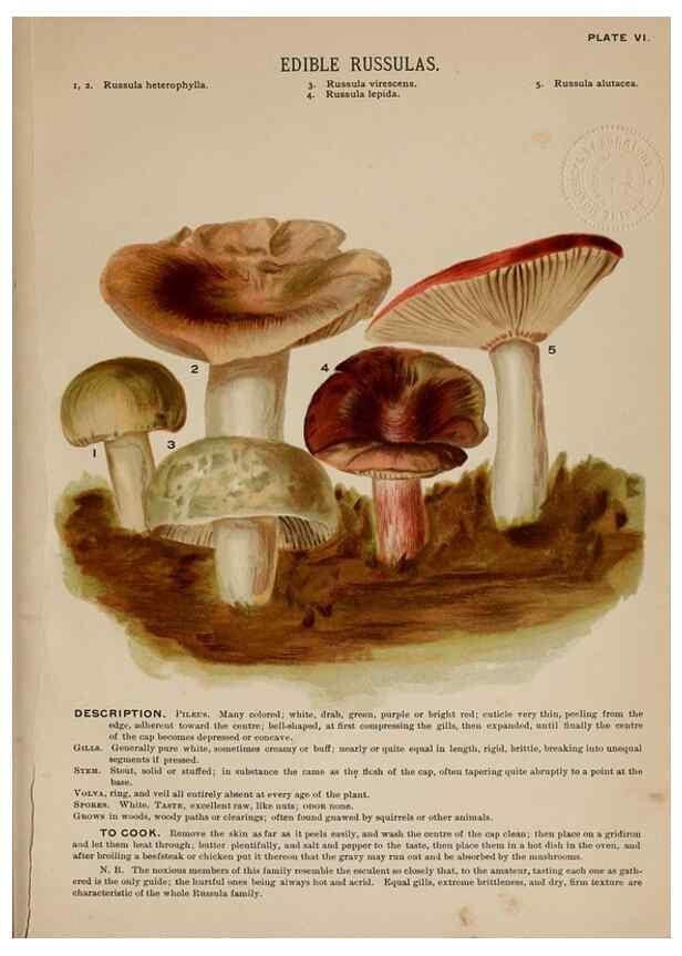 Reproducción/Reproduction 8596719383: Mushrooms of America,. Boston,L. Prang & Co.[1885]