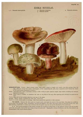 Reproducción/Reproduction 8596719383: Mushrooms of America,. Boston,L. Prang & Co.[1885]