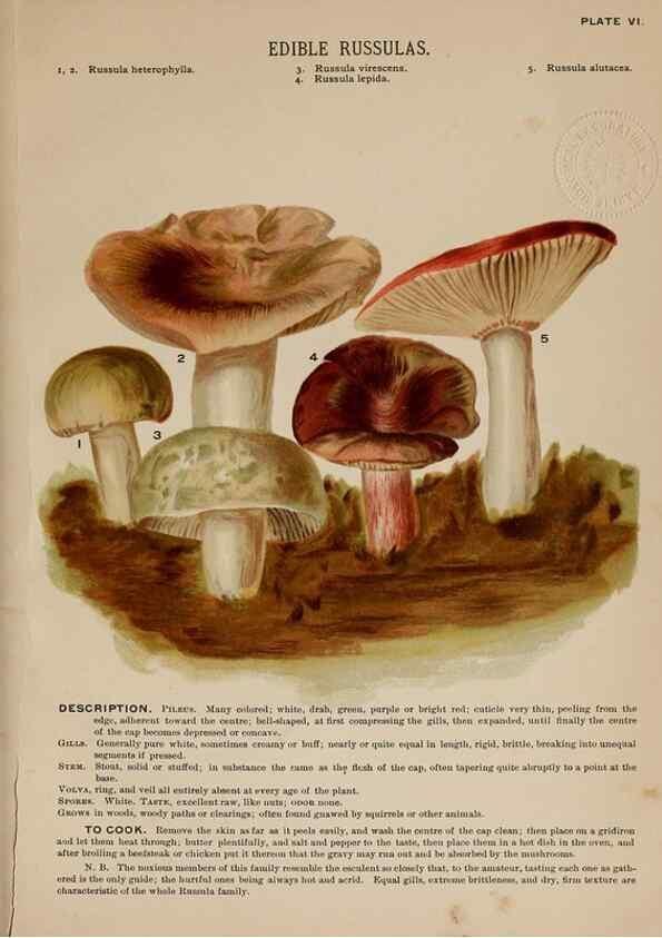 Reproducción/Reproduction 8596719383: Mushrooms of America,. Boston,L. Prang & Co.[1885]