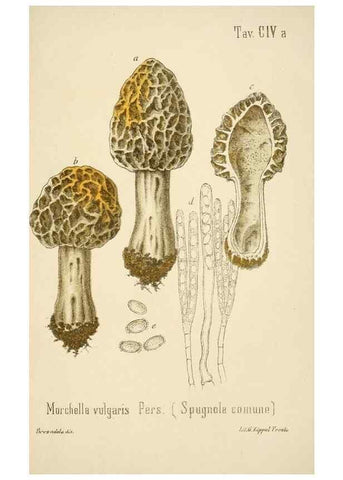 Reproducción/Reproduction 8574898952: I funghi mangerecci e velenosi dell'Europa media,. Trento,G. Zippel,1906.