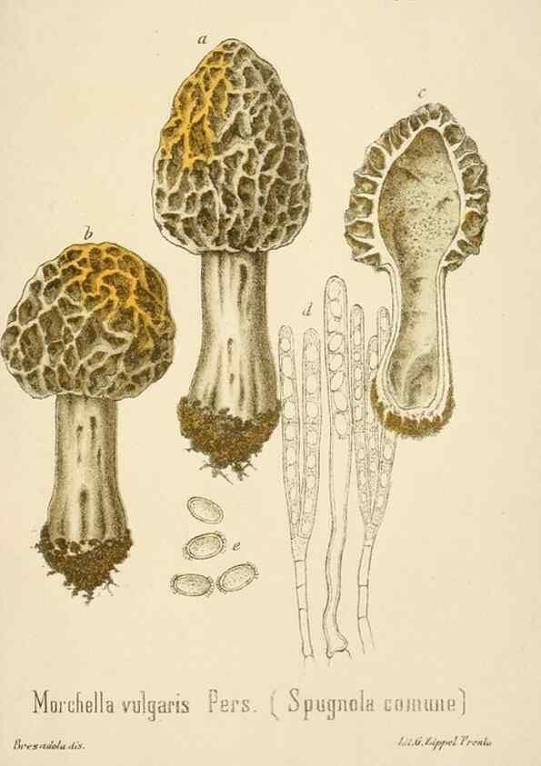Reproducción/Reproduction 8574898952: I funghi mangerecci e velenosi dell'Europa media,. Trento,G. Zippel,1906.