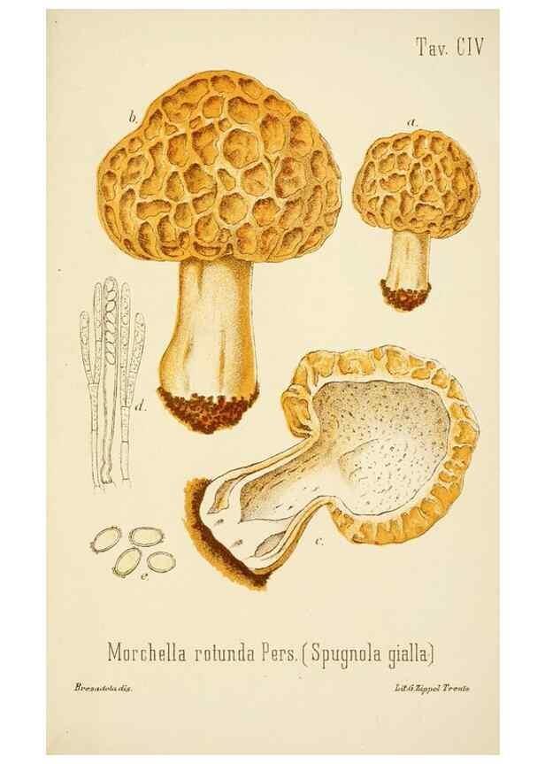 Reproducción/Reproduction 8574898656: I funghi mangerecci e velenosi dell'Europa media,. Trento,G. Zippel,1906.