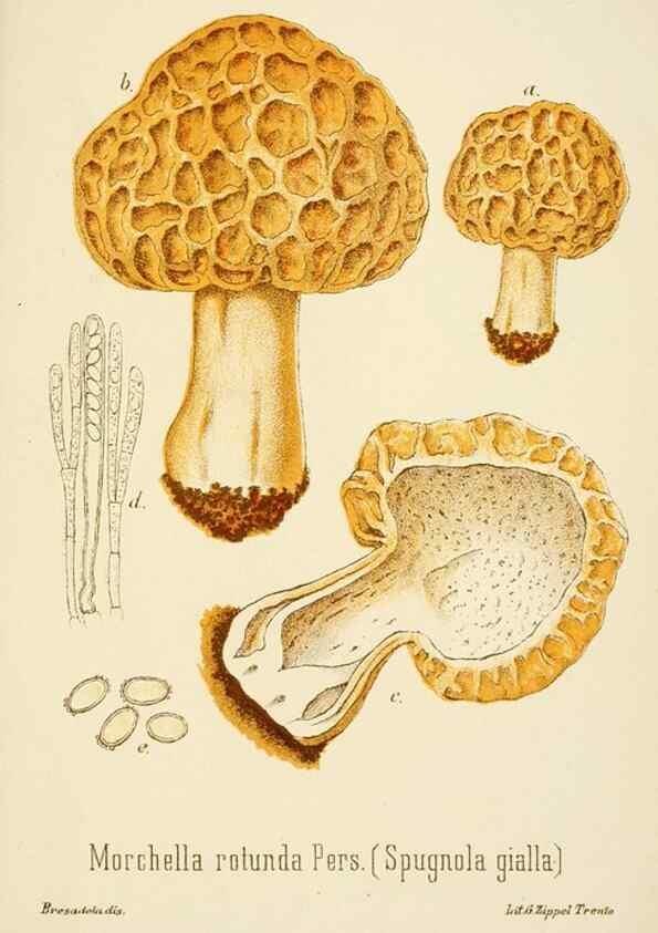 Reproducción/Reproduction 8574898656: I funghi mangerecci e velenosi dell'Europa media,. Trento,G. Zippel,1906.