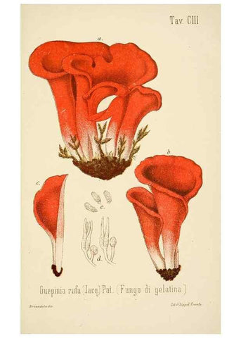 Reproducción/Reproduction 8574898388: I funghi mangerecci e velenosi dell'Europa media,. Trento,G. Zippel,1906.