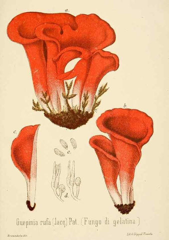 Reproducción/Reproduction 8574898388: I funghi mangerecci e velenosi dell'Europa media,. Trento,G. Zippel,1906.