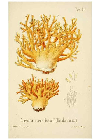 Reproducción/Reproduction 8573804461: I funghi mangerecci e velenosi dell'Europa media,. Trento,G. Zippel,1906.