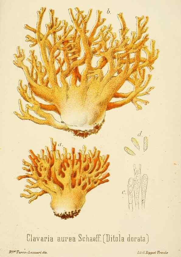 Reproducción/Reproduction 8573804461: I funghi mangerecci e velenosi dell'Europa media,. Trento,G. Zippel,1906.
