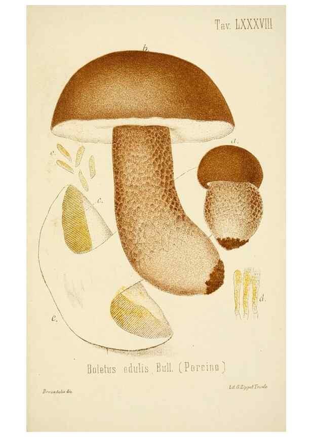 Reproducción/Reproduction 8574892222: I funghi mangerecci e velenosi dell'Europa media,. Trento,G. Zippel,1906.