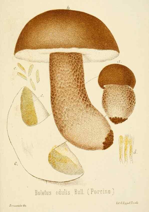 Reproducción/Reproduction 8574892222: I funghi mangerecci e velenosi dell'Europa media,. Trento,G. Zippel,1906.