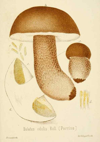 Reproducción/Reproduction 8574892222: I funghi mangerecci e velenosi dell'Europa media,. Trento,G. Zippel,1906.