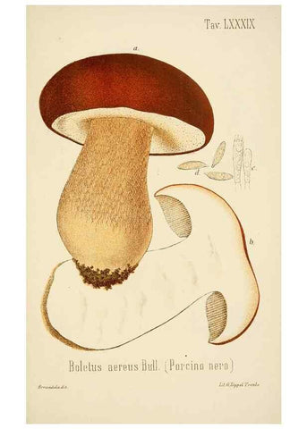 Reproducción/Reproduction 8574892758: I funghi mangerecci e velenosi dell'Europa media,. Trento,G. Zippel,1906.