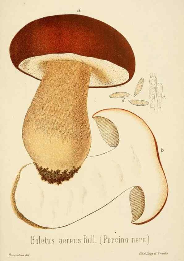 Reproducción/Reproduction 8574892758: I funghi mangerecci e velenosi dell'Europa media,. Trento,G. Zippel,1906.