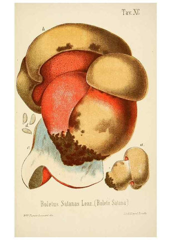 Reproducción/Reproduction 8574893130: I funghi mangerecci e velenosi dell'Europa media,. Trento,G. Zippel,1906.
