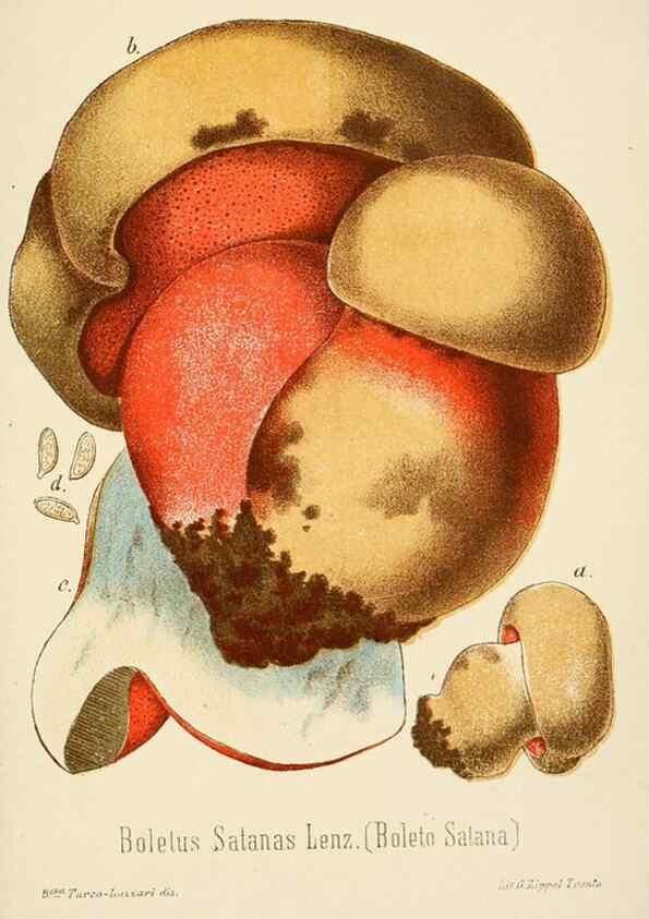 Reproducción/Reproduction 8574893130: I funghi mangerecci e velenosi dell'Europa media,. Trento,G. Zippel,1906.