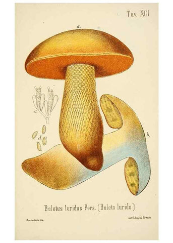 Reproducción/Reproduction 8573799743: I funghi mangerecci e velenosi dell'Europa media,. Trento,G. Zippel,1906.