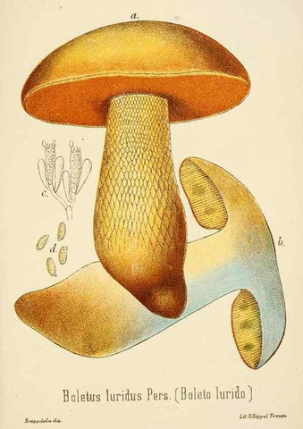 Reproducción/Reproduction 8573799743: I funghi mangerecci e velenosi dell'Europa media,. Trento,G. Zippel,1906.