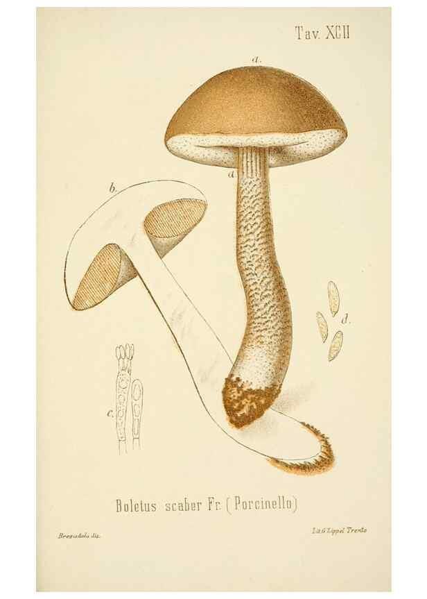 Reproducción/Reproduction 8573800017: I funghi mangerecci e velenosi dell'Europa media,. Trento,G. Zippel,1906.