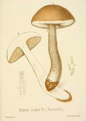 Reproducción/Reproduction 8573800017: I funghi mangerecci e velenosi dell'Europa media,. Trento,G. Zippel,1906.