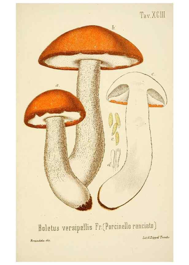 Reproducción/Reproduction 8573800473: I funghi mangerecci e velenosi dell'Europa media,. Trento,G. Zippel,1906.