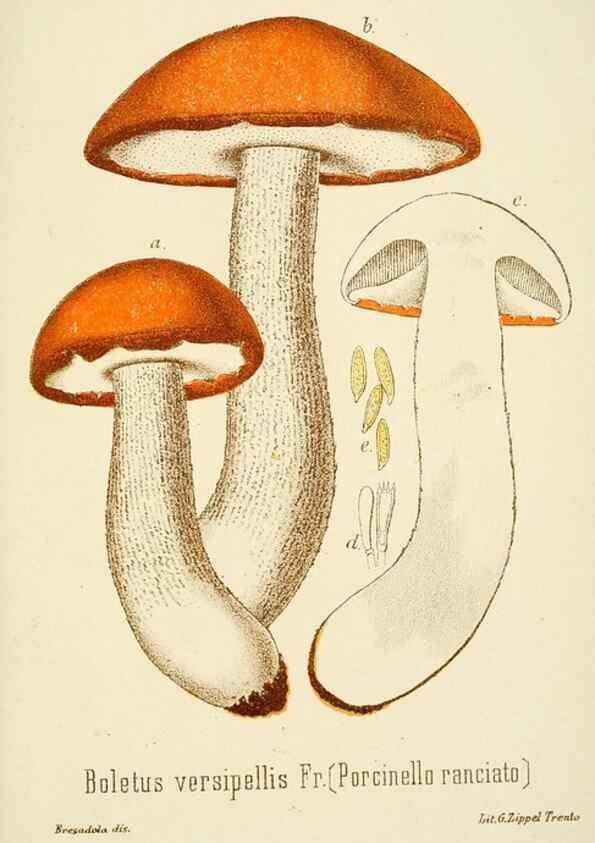 Reproducción/Reproduction 8573800473: I funghi mangerecci e velenosi dell'Europa media,. Trento,G. Zippel,1906.