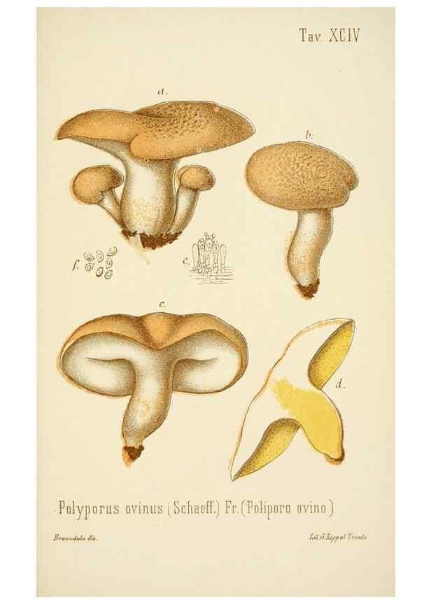 Reproducción/Reproduction 8574894498: I funghi mangerecci e velenosi dell'Europa media,. Trento,G. Zippel,1906.