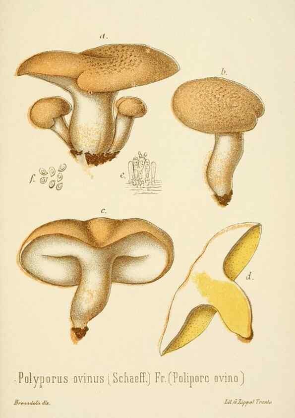 Reproducción/Reproduction 8574894498: I funghi mangerecci e velenosi dell'Europa media,. Trento,G. Zippel,1906.