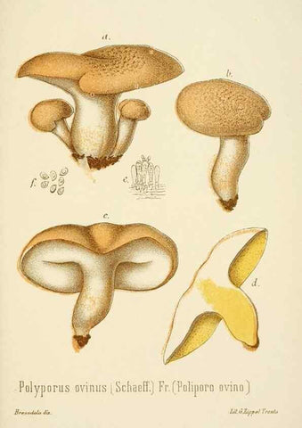 Reproducción/Reproduction 8574894498: I funghi mangerecci e velenosi dell'Europa media,. Trento,G. Zippel,1906.