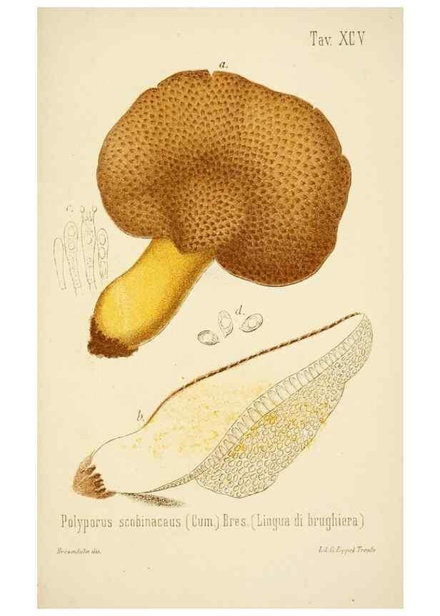 Reproducción/Reproduction 8573801051: I funghi mangerecci e velenosi dell'Europa media,. Trento,G. Zippel,1906.