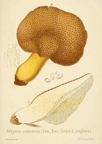 Reproducción/Reproduction 8573801051: I funghi mangerecci e velenosi dell'Europa media,. Trento,G. Zippel,1906.