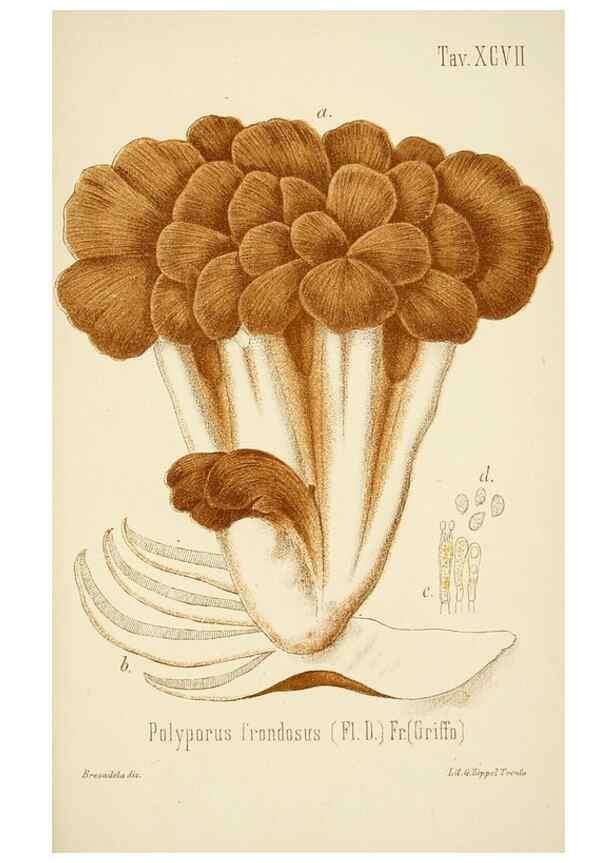 Reproducción/Reproduction 8573801901: I funghi mangerecci e velenosi dell'Europa media,. Trento,G. Zippel,1906.