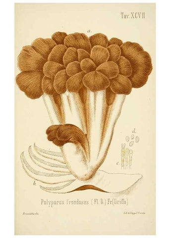 Reproducción/Reproduction 8573801901: I funghi mangerecci e velenosi dell'Europa media,. Trento,G. Zippel,1906.