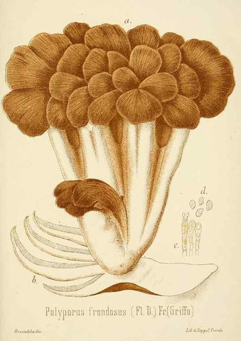 Reproducción/Reproduction 8573801901: I funghi mangerecci e velenosi dell'Europa media,. Trento,G. Zippel,1906.