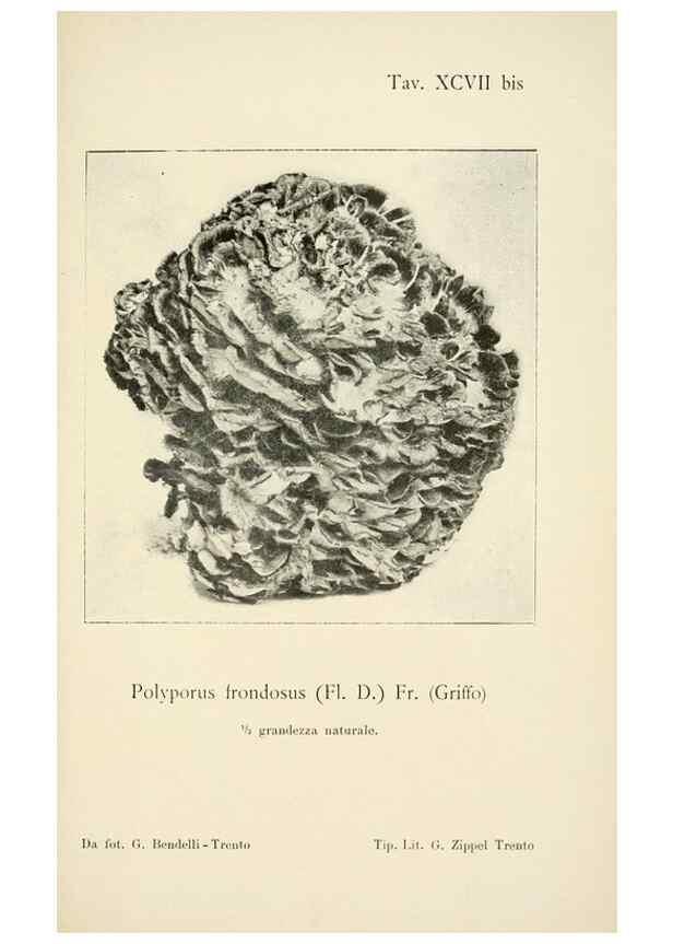 Reproducción/Reproduction 8574895982: I funghi mangerecci e velenosi dell'Europa media,. Trento,G. Zippel,1906.